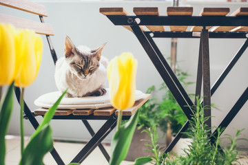 Lifestyle photo of a beautiful green balcony and littlest cute Devon Rex cat sleeping on a wooden...