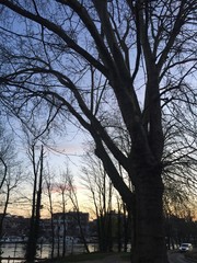 trees in winter