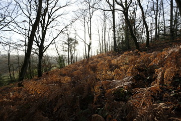 forêt automne 