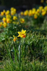 Yellow flowers in the garden. Daffodils in the grass
