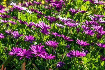 Many people call spring Cyprus a Paradise on earth. Flowers cover the mountain slopes, trees and green lawns. This beauty can be repeated only next spring.         