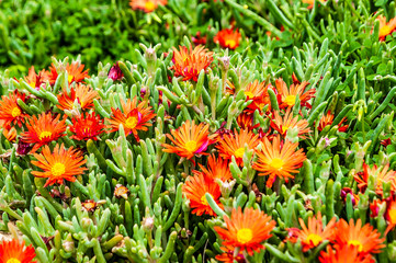 Many people call spring Cyprus a Paradise on earth. Flowers cover the mountain slopes, trees and green lawns. This beauty can be repeated only next spring.         
