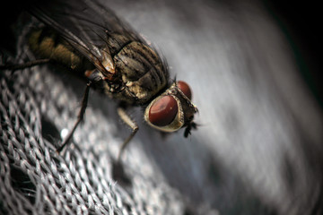 Housefly  have a single pair of membranous wings. They have red eyes, set farther apart in the slightly larger female. It is the most common fly species found in houses they  are in the bug family 