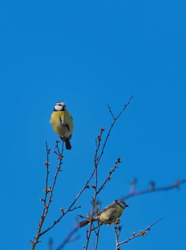 Great tit on a branch. Paride