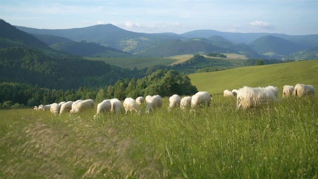 Slow motion of merino sheep graze fresh grass in green meadow in Carpathian nature