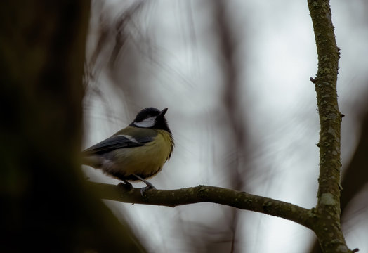 Blue tit on a branch. Great tit on a branch. Paride