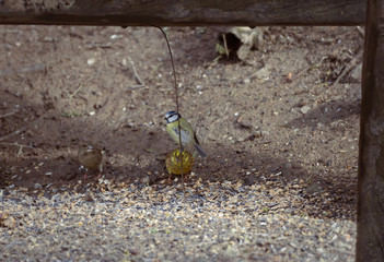 Bird on the ground. Bird on a branch. Great tit on a branch. Paride