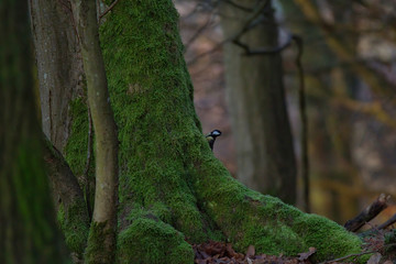 Fototapeta premium Bird on the ground. Bird on a branch. Great tit on a branch. Paride