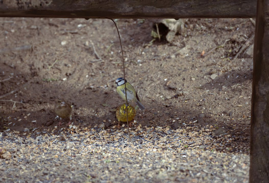 Bird on the ground. Bird on a branch. Great tit on a branch. Paride