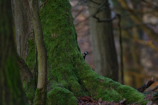 Bird on the ground. Bird on a branch. Great tit on a branch. Paride