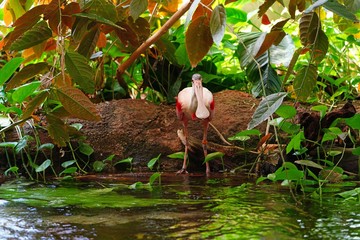 A pink roseate spoonbill bird