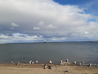 seagulls on beach