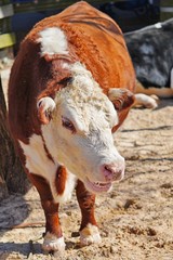 A white and brown cow