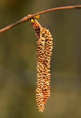 two flowers of Corylus avellana