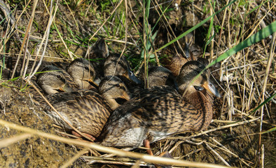 Duck with ducklings hiding in the grass in early spring.