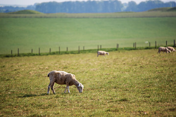 Obraz na płótnie Canvas Sheep in the valley at Stonehenge in Wiltshire in UK