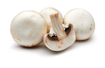 Mushroom Isolated on White Background