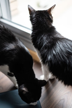Dos gatos bicolores negro y blanco en el interior de una casa
