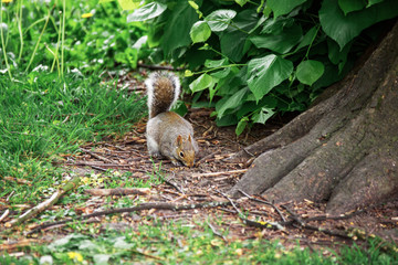 Squirrel in the park in Cardiff in Wales