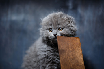 little british fold kitten nibbles on a wooden phone stand