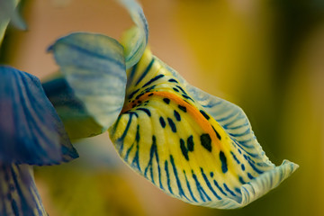 iris flower in the spring