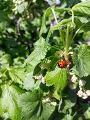 ladybug on leaf