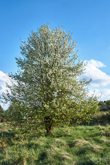 Obraz premium White flowers blooming on a fruit tree during spring in Poland.