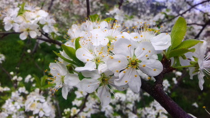 plum flowers in spring, white plum blossoms