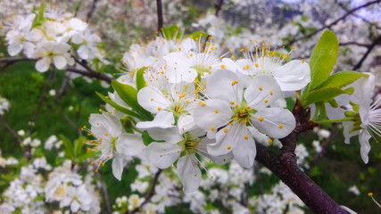 plum flowers in spring, white plum blossoms