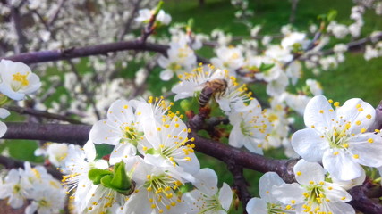 plum flowers in spring, white plum blossoms