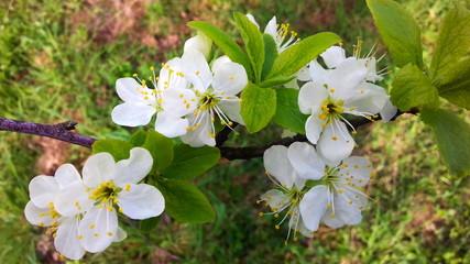 plum flowers in spring, white plum blossoms