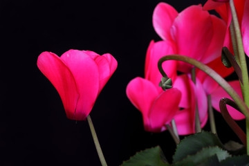 cyclamen flower ; Cyclamen trochopteranthum
