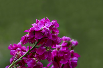 şebboy çiçeği ; Erysimum, Matthiola