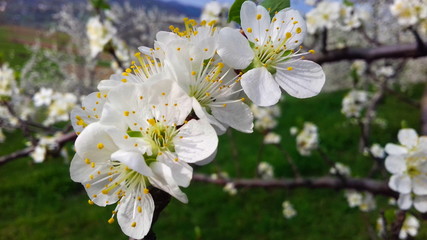 plum flowers in spring, white plum blossoms