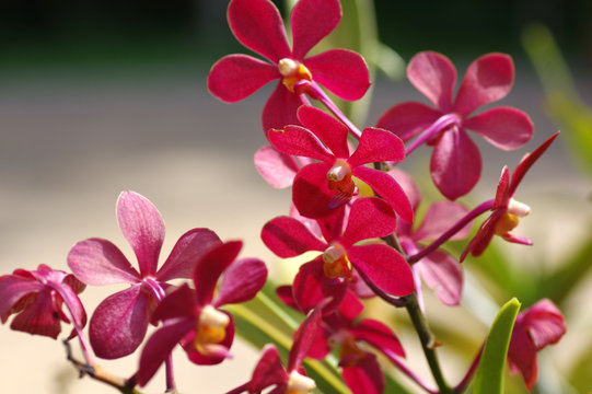 Jardin des Orchid&eacute;es, Le Jardin botanique de Perdana, Tun Abdul Razak Heritage Park, Kuala Lumpur, Malaisie 