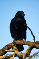 kruk na gałęzi 