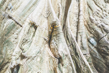 Tree bark pattern background.