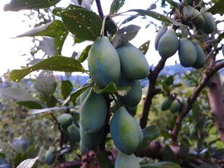 green young plums on a branch