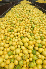 Thousands of lemons filling a truck after lemon harvest near Santa Paula, California.