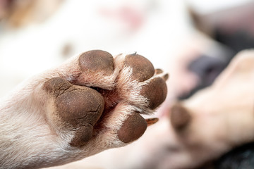 Close-Up of  dog paw