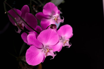 pink orchid nature flower purple