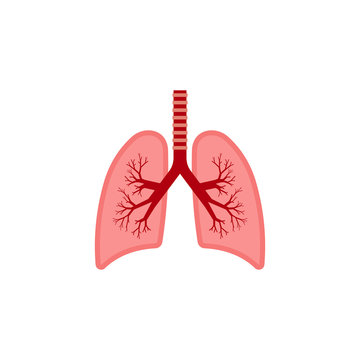 Lungs icon. Anatomy concept. Vector illustration. Isolated.