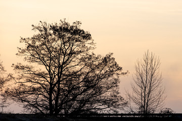 Obraz na płótnie Canvas Trees in the Early Morning Fog