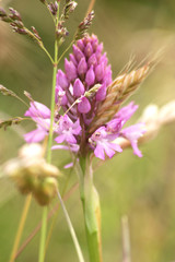 Orchis pyramidale 