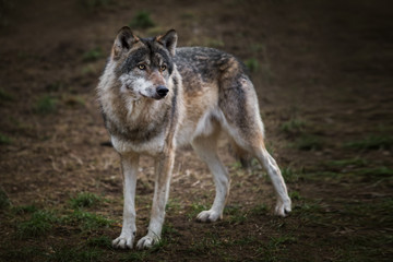Naklejka na ściany i meble Europäischer Grauwolf - Wolf im Wald