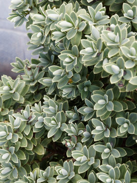 Hebe pinguifolia | Véronique naine ou hébé naine