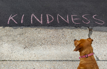 Brown dog appears to be contemplating KINDNESS message written on asphalt. Fun. Humor.
