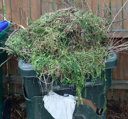 Heap of weeds overflowing garbage can.