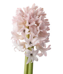 Beautiful pink hyacinth isolated on white. Spring flower