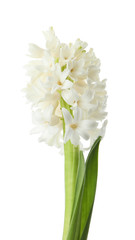 Beautiful hyacinth isolated on white. Spring flower